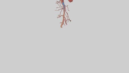 3D model Human Inferior Vena Cava Model VR / AR / low-poly