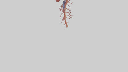 3D model Human Inferior Vena Cava Model VR / AR / low-poly