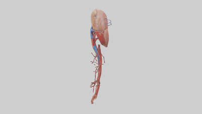 3D model Human Inferior Vena Cava Model VR / AR / low-poly