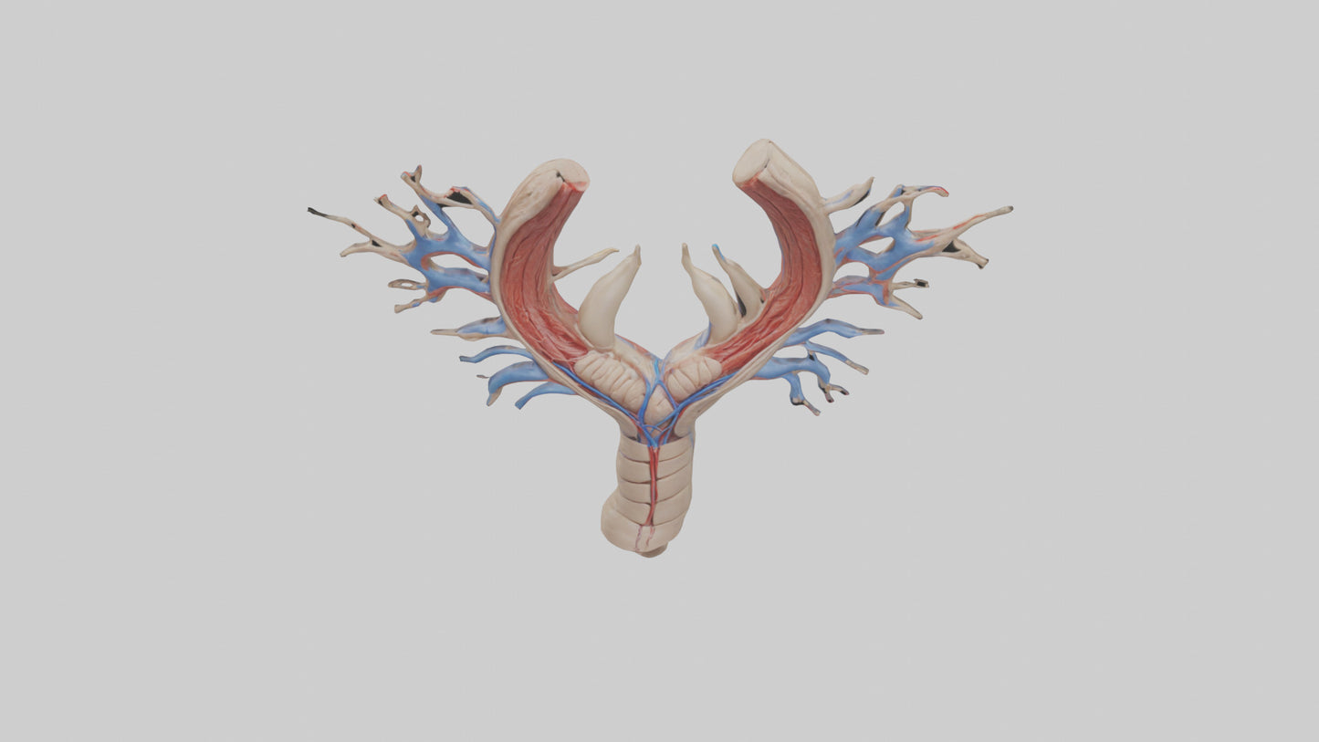Human Internal Jugular Vein Model VR / AR / low-poly