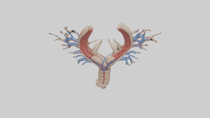 Human Internal Jugular Vein Model VR / AR / low-poly