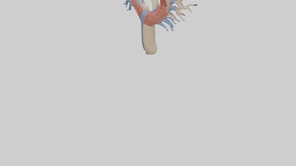 Human Internal Jugular Vein Model VR / AR / low-poly