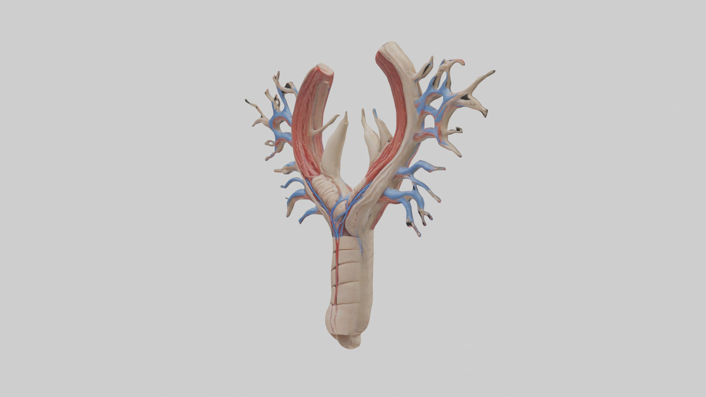 Human Internal Jugular Vein Model VR / AR / low-poly