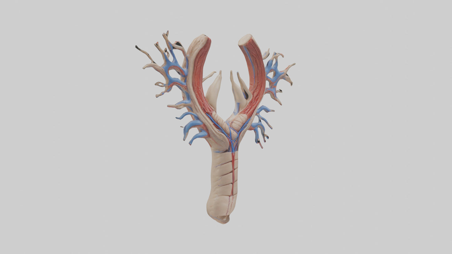 Human Internal Jugular Vein Model VR / AR / low-poly
