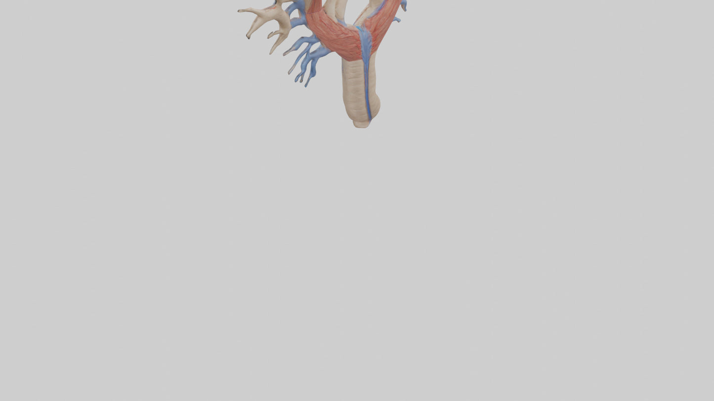 Human Internal Jugular Vein Model VR / AR / low-poly