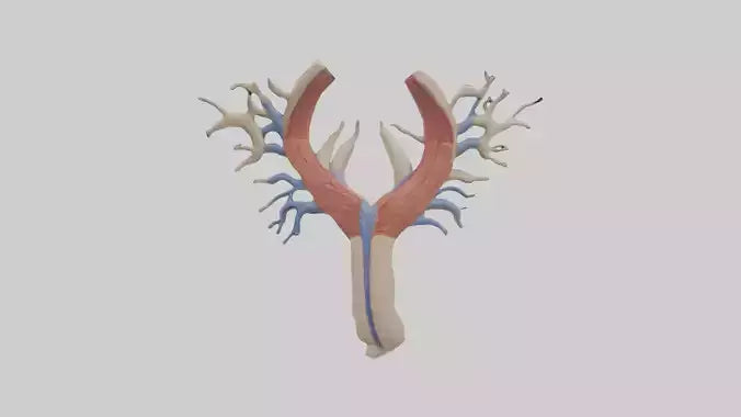 Human Internal Jugular Vein Model VR / AR / low-poly