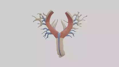 Human Internal Jugular Vein Model VR / AR / low-poly
