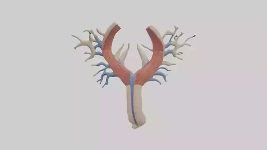 Human Internal Jugular Vein Model VR / AR / low-poly