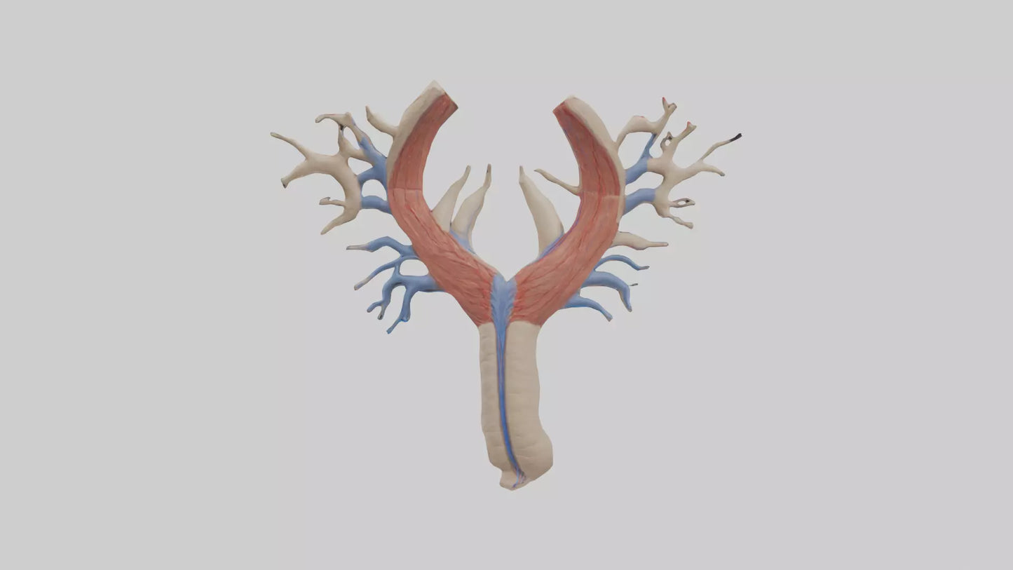 Human Internal Jugular Vein Model VR / AR / low-poly