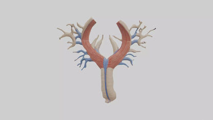 Human Internal Jugular Vein Model VR / AR / low-poly