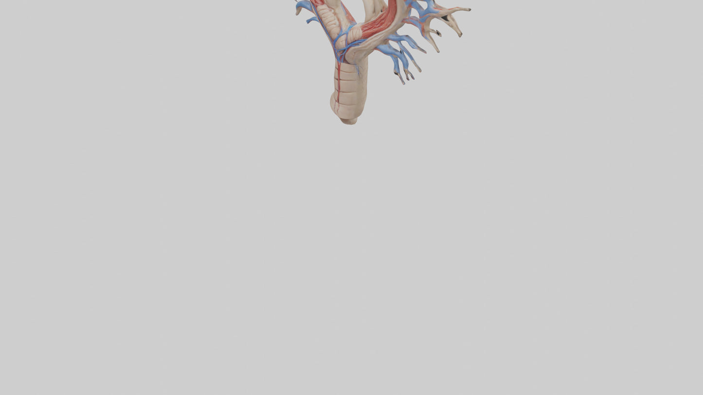 Human Internal Jugular Vein Model VR / AR / low-poly