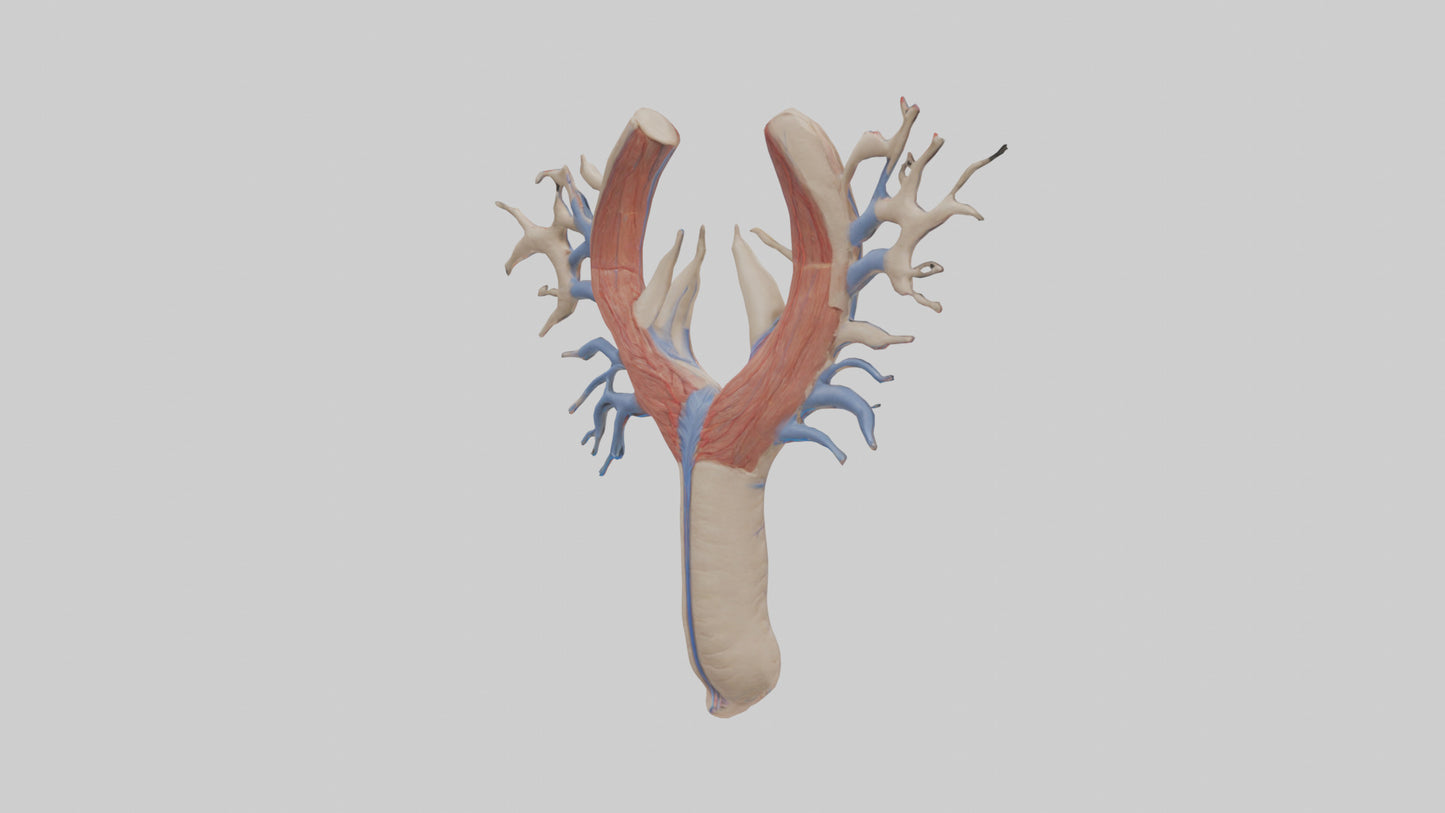 Human Internal Jugular Vein Model VR / AR / low-poly