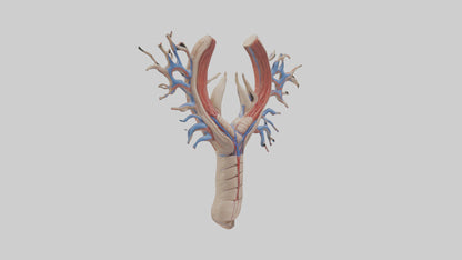 Human Internal Jugular Vein Model VR / AR / low-poly