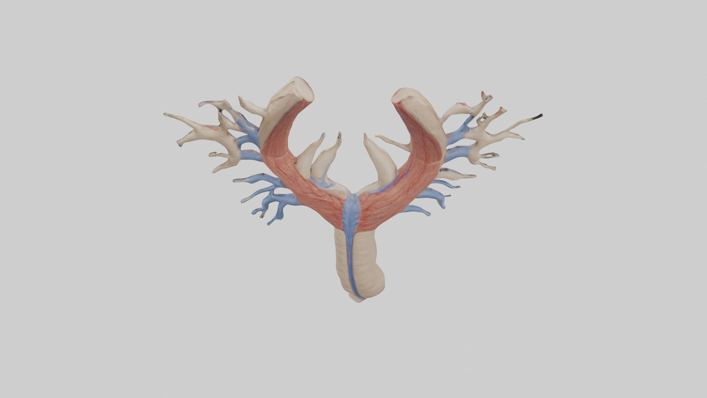 Human Internal Jugular Vein Model VR / AR / low-poly