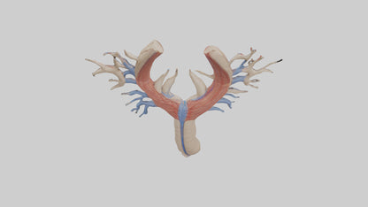 Human Internal Jugular Vein Model VR / AR / low-poly