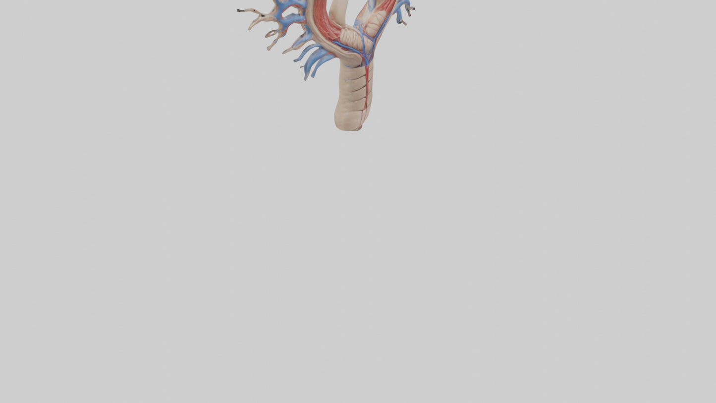 Human Internal Jugular Vein Model VR / AR / low-poly
