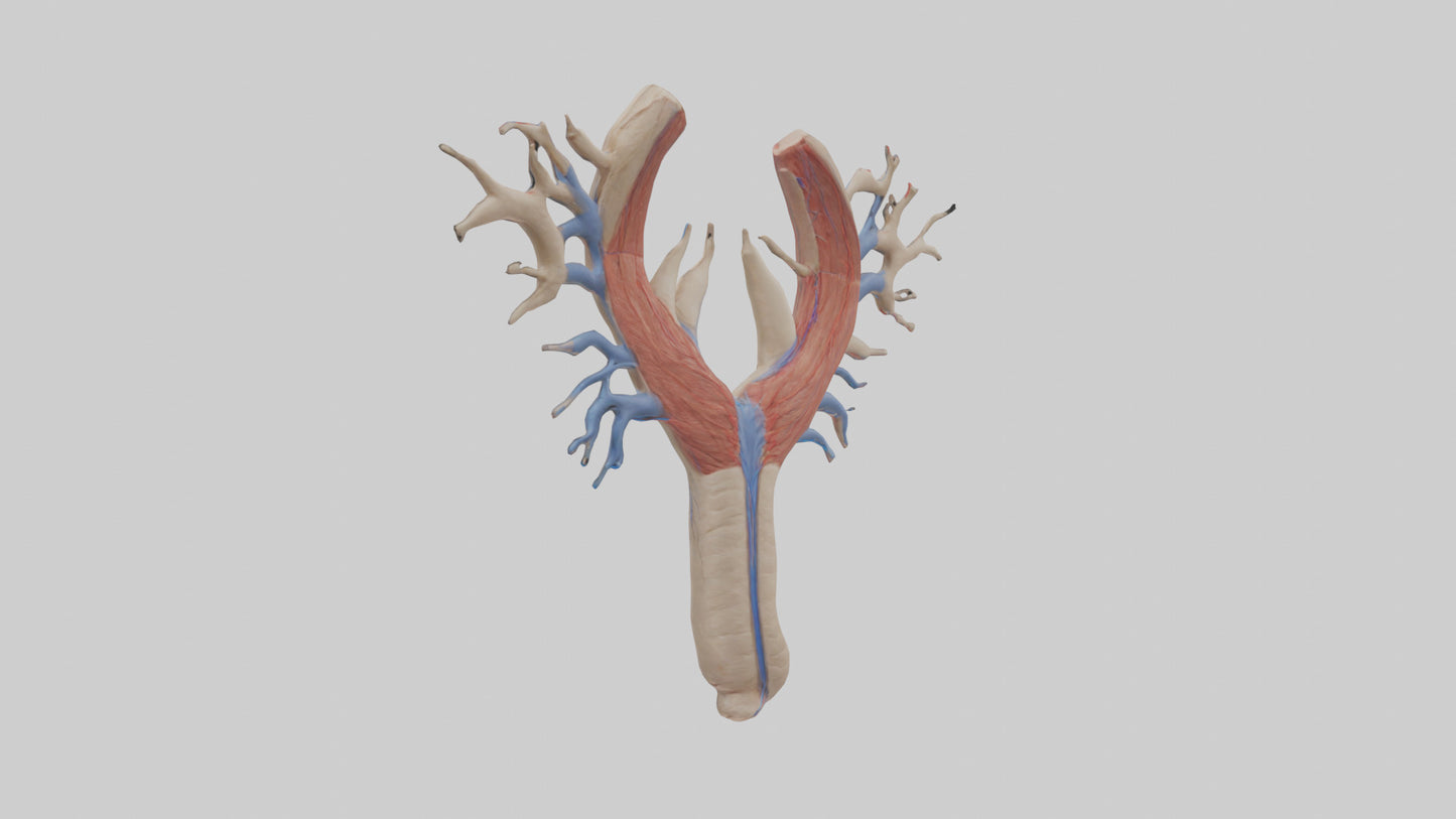 Human Internal Jugular Vein Model VR / AR / low-poly