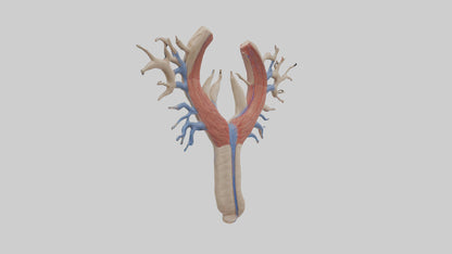Human Internal Jugular Vein Model VR / AR / low-poly
