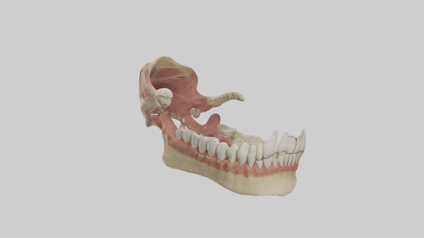 Human Jaw Model VR / AR / low-poly