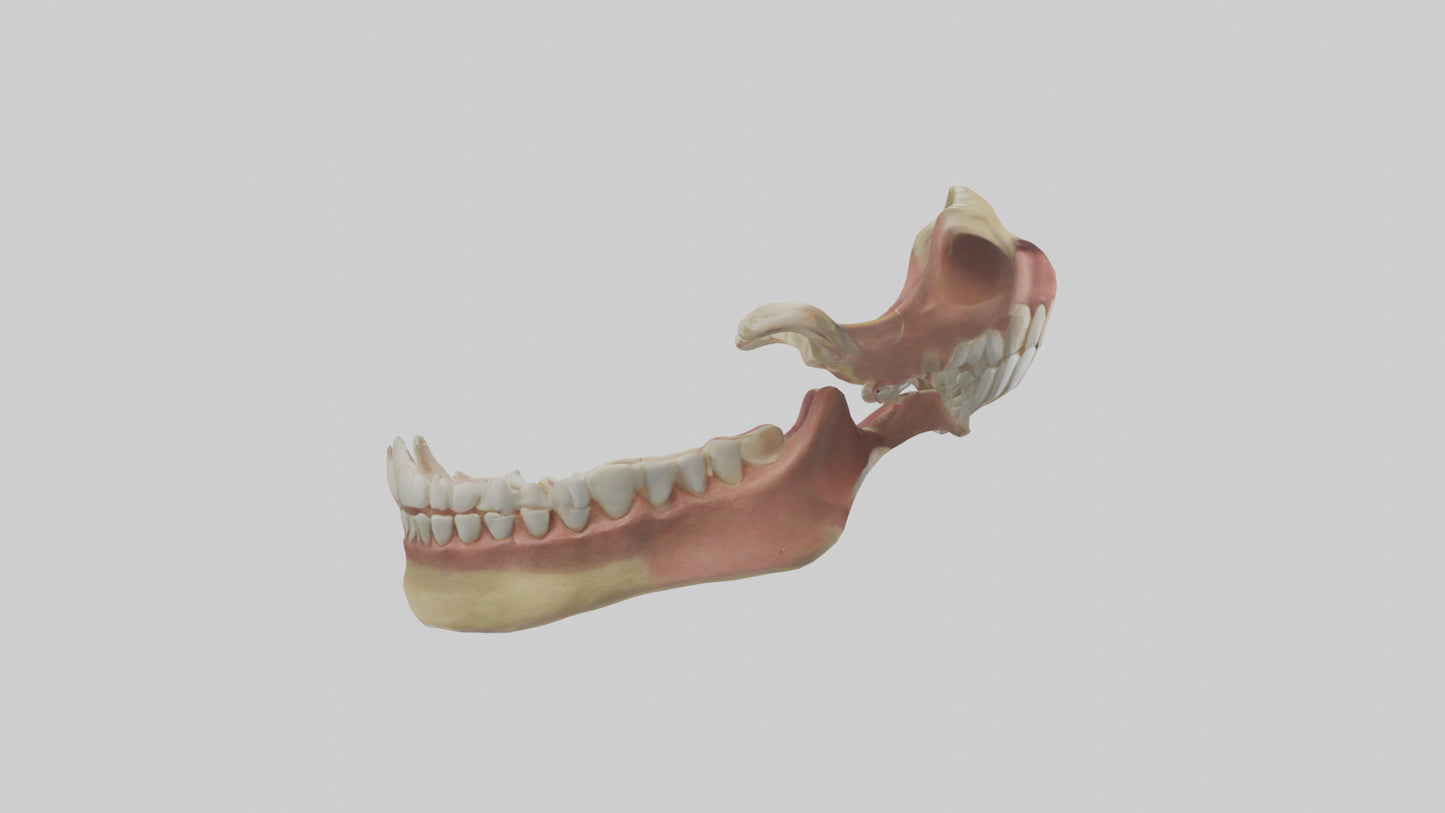 Human Jaw Model VR / AR / low-poly