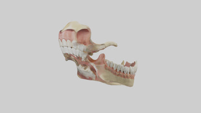 Human Jaw Model VR / AR / low-poly