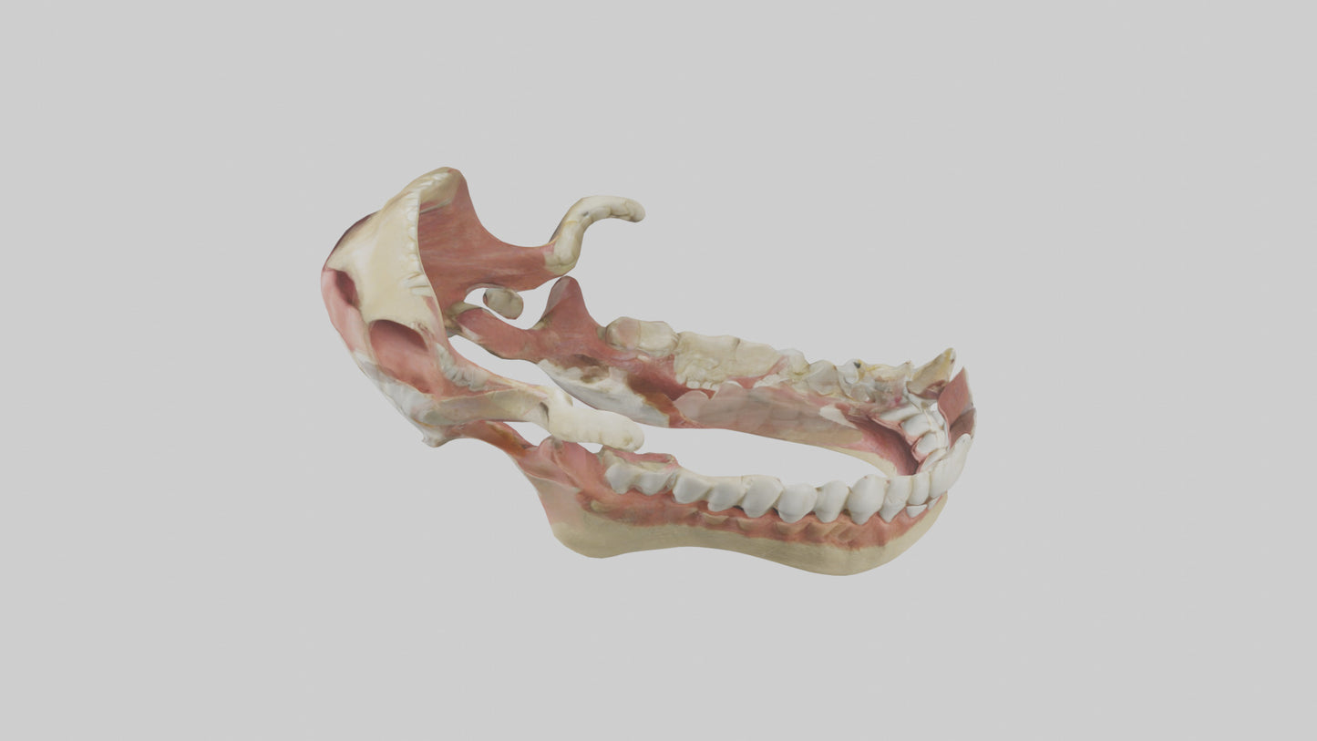 Human Jaw Model VR / AR / low-poly