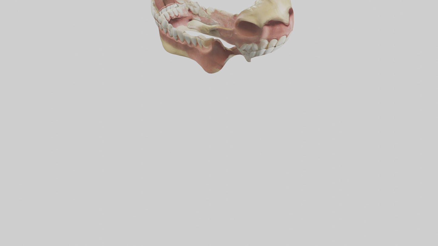 Human Jaw Model VR / AR / low-poly