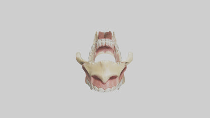 Human Jaw Model VR / AR / low-poly