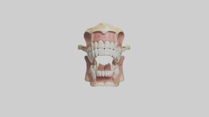 Human Jaw Model VR / AR / low-poly