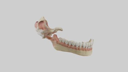 Human Jaw Model VR / AR / low-poly