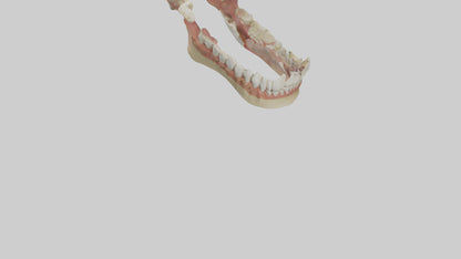 Human Jaw Model VR / AR / low-poly