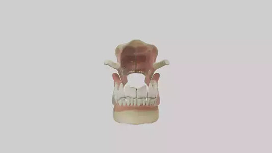 Human Jaw Model VR / AR / low-poly