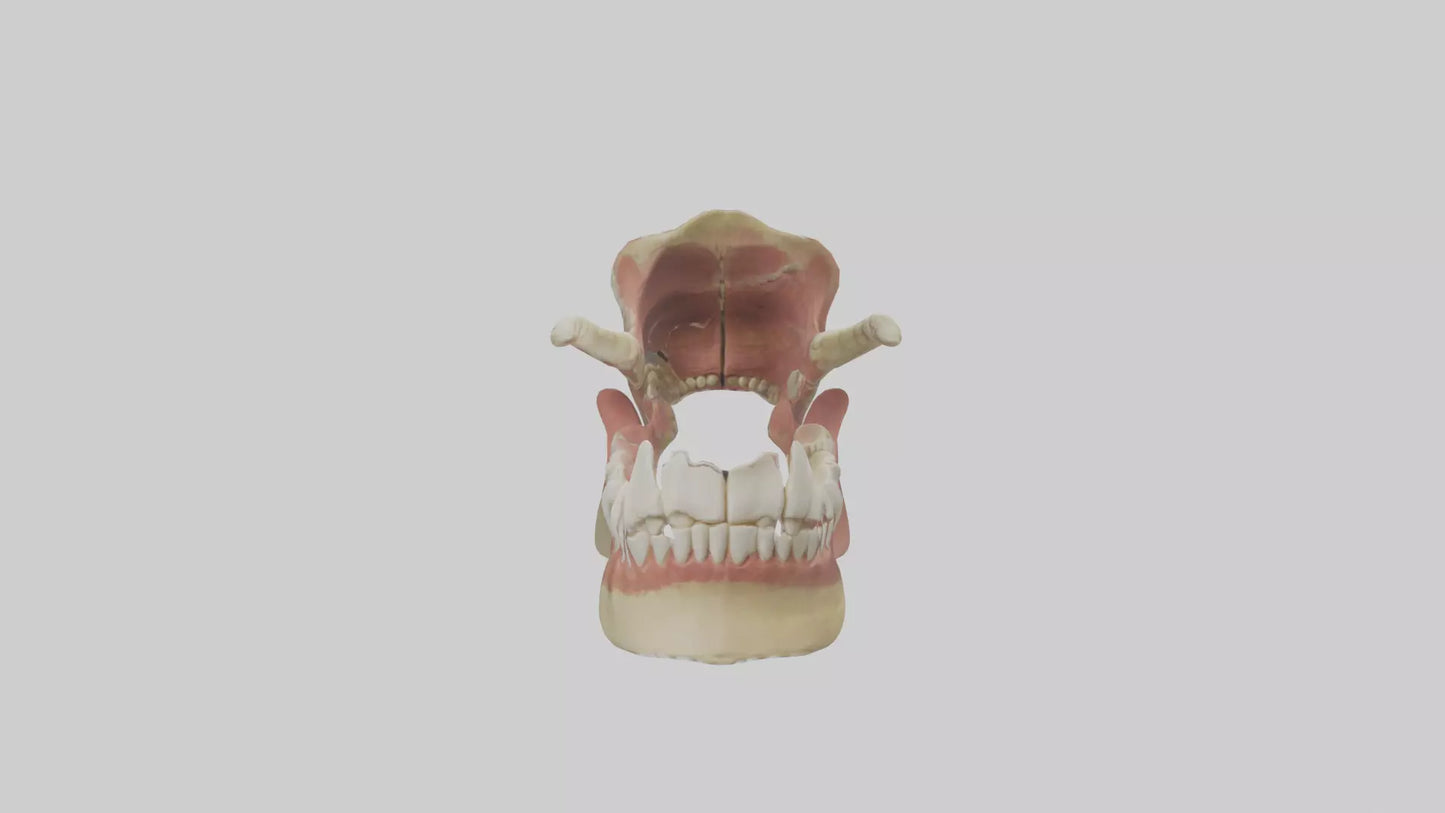 Human Jaw Model VR / AR / low-poly