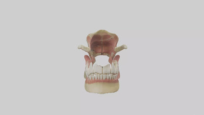 Human Jaw Model VR / AR / low-poly