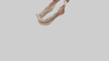 Human Jaw Model VR / AR / low-poly