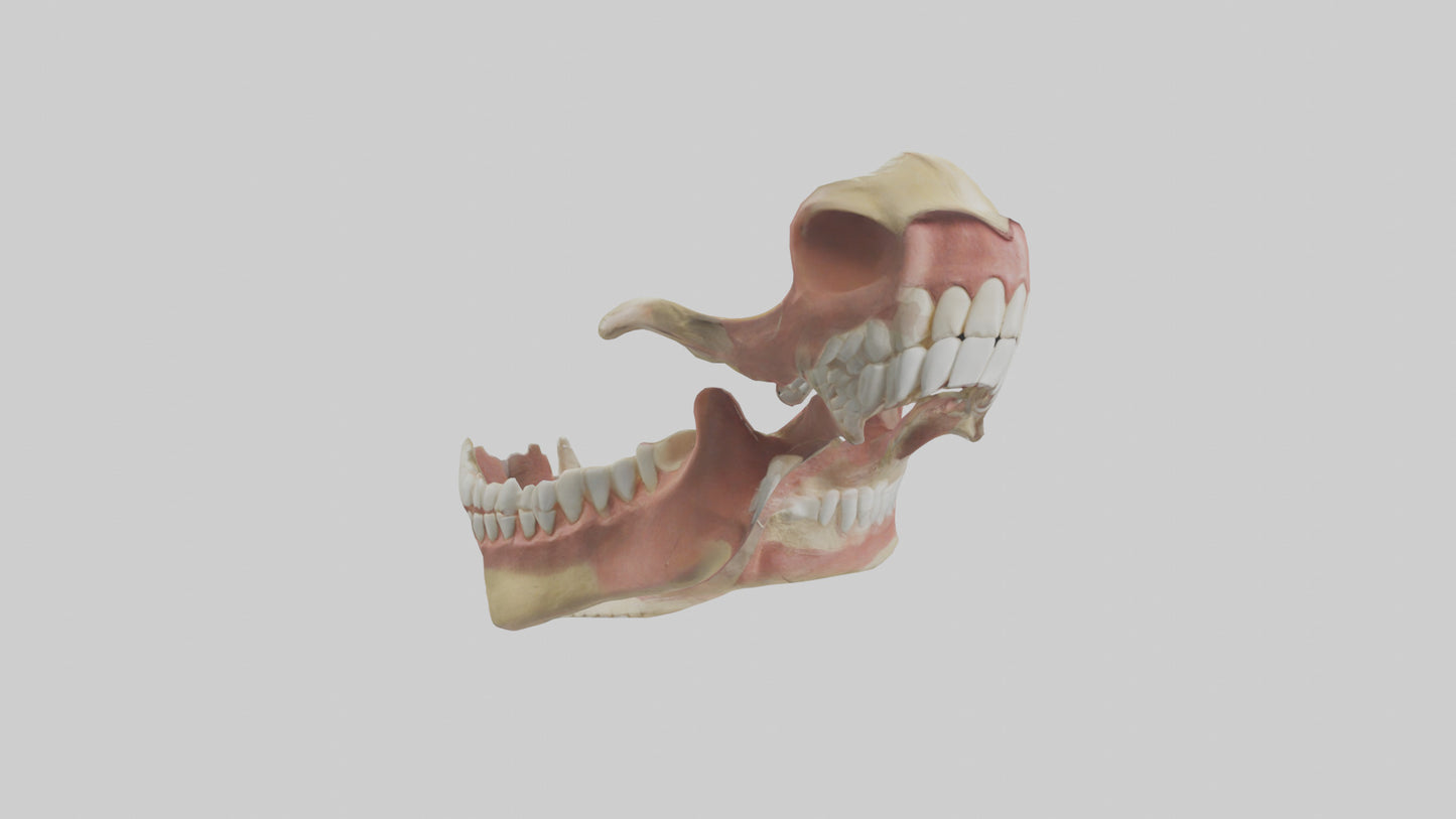 Human Jaw Model VR / AR / low-poly