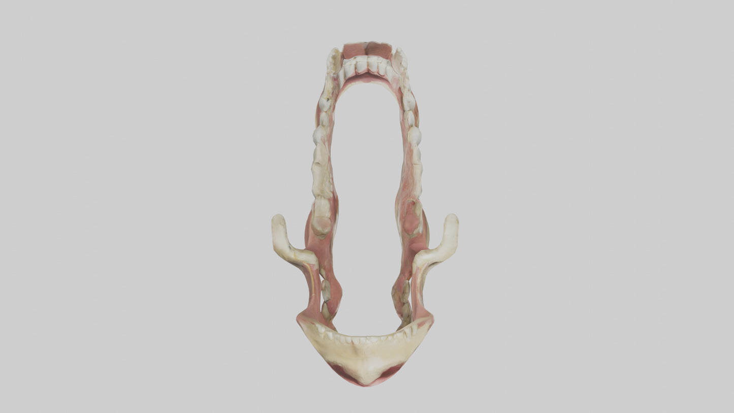 Human Jaw Model VR / AR / low-poly