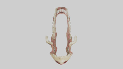 Human Jaw Model VR / AR / low-poly