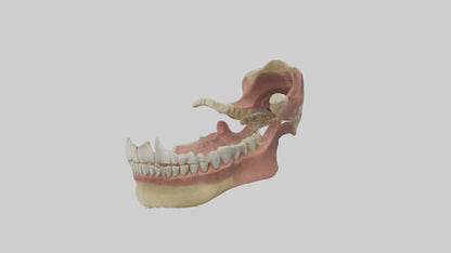 Human Jaw Model VR / AR / low-poly