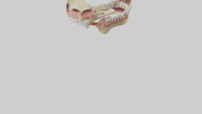 Human Jaw Model VR / AR / low-poly