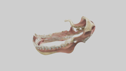 Human Jaw Model VR / AR / low-poly
