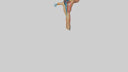 3D model Human Juxtamedullary Nephrons Model VR / AR / low-poly