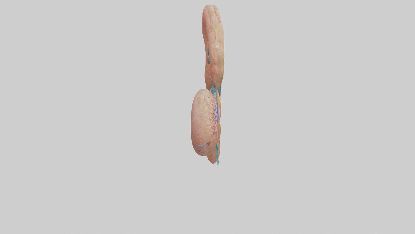 3D model Human Juxtamedullary Nephrons Model VR / AR / low-poly