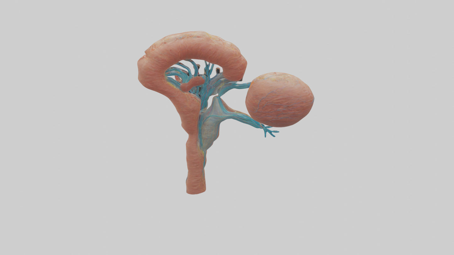 3D model Human Juxtamedullary Nephrons Model VR / AR / low-poly