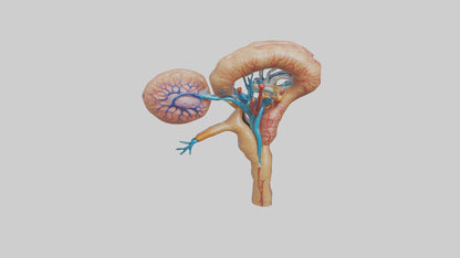 3D model Human Juxtamedullary Nephrons Model VR / AR / low-poly