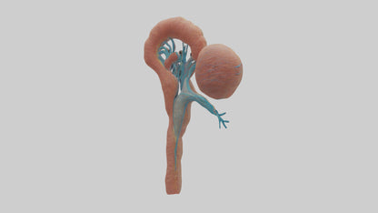 3D model Human Juxtamedullary Nephrons Model VR / AR / low-poly