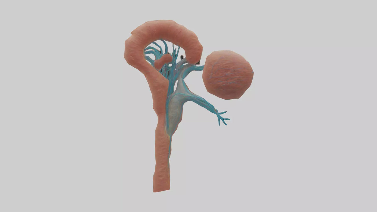 3D model Human Juxtamedullary Nephrons Model VR / AR / low-poly