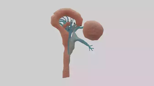 3D model Human Juxtamedullary Nephrons Model VR / AR / low-poly