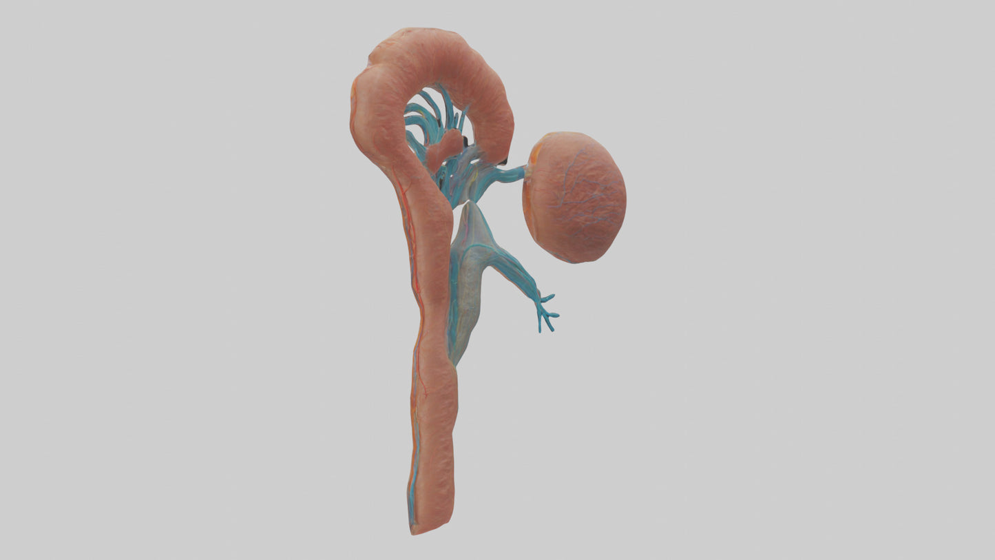 3D model Human Juxtamedullary Nephrons Model VR / AR / low-poly