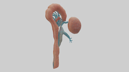 3D model Human Juxtamedullary Nephrons Model VR / AR / low-poly